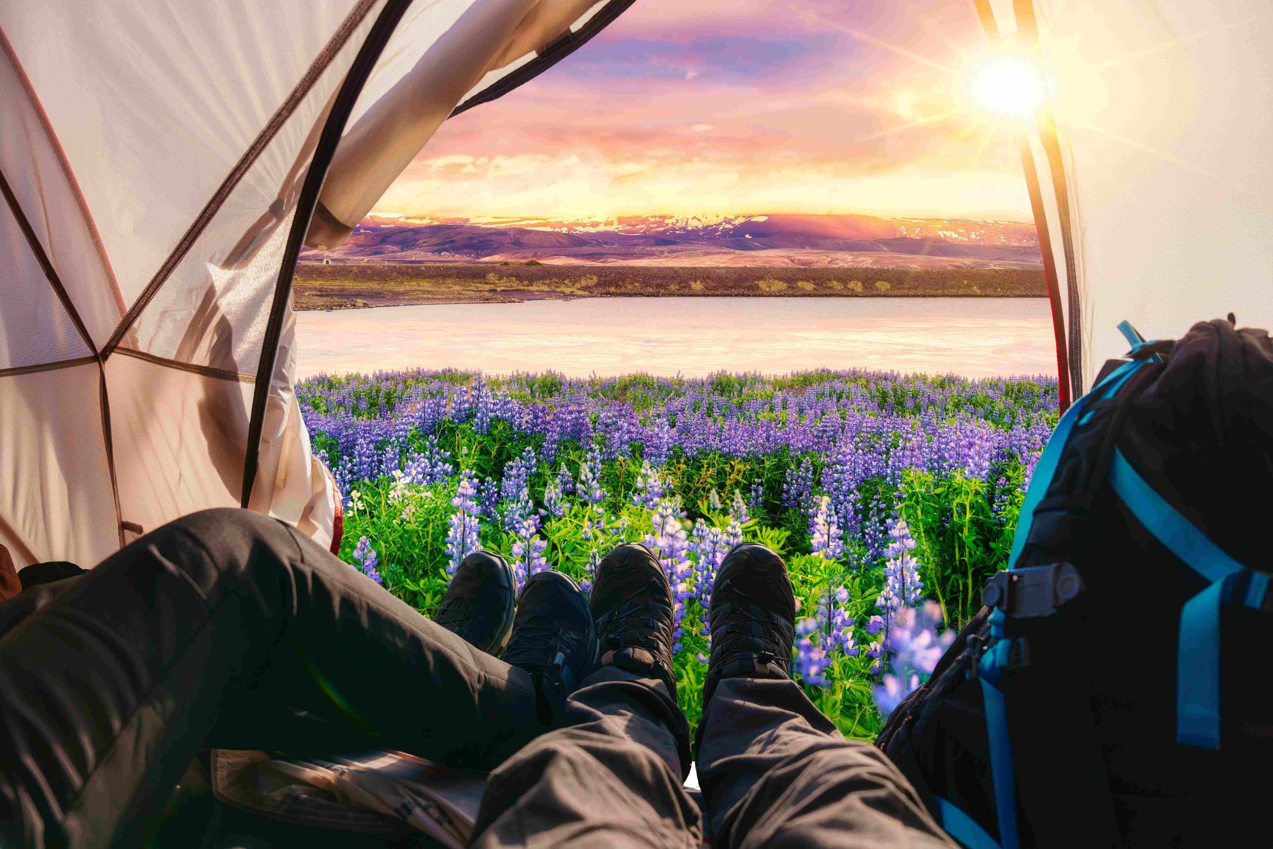 View from inside a tent showing two people relaxing with their feet stretched out, overlooking a scenic Icelandic landscape filled with blooming purple lupines, a calm river, and mountains in the distance under a colourful sunset.
