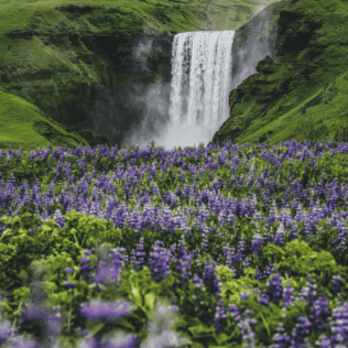 lupine in south coast iceland
